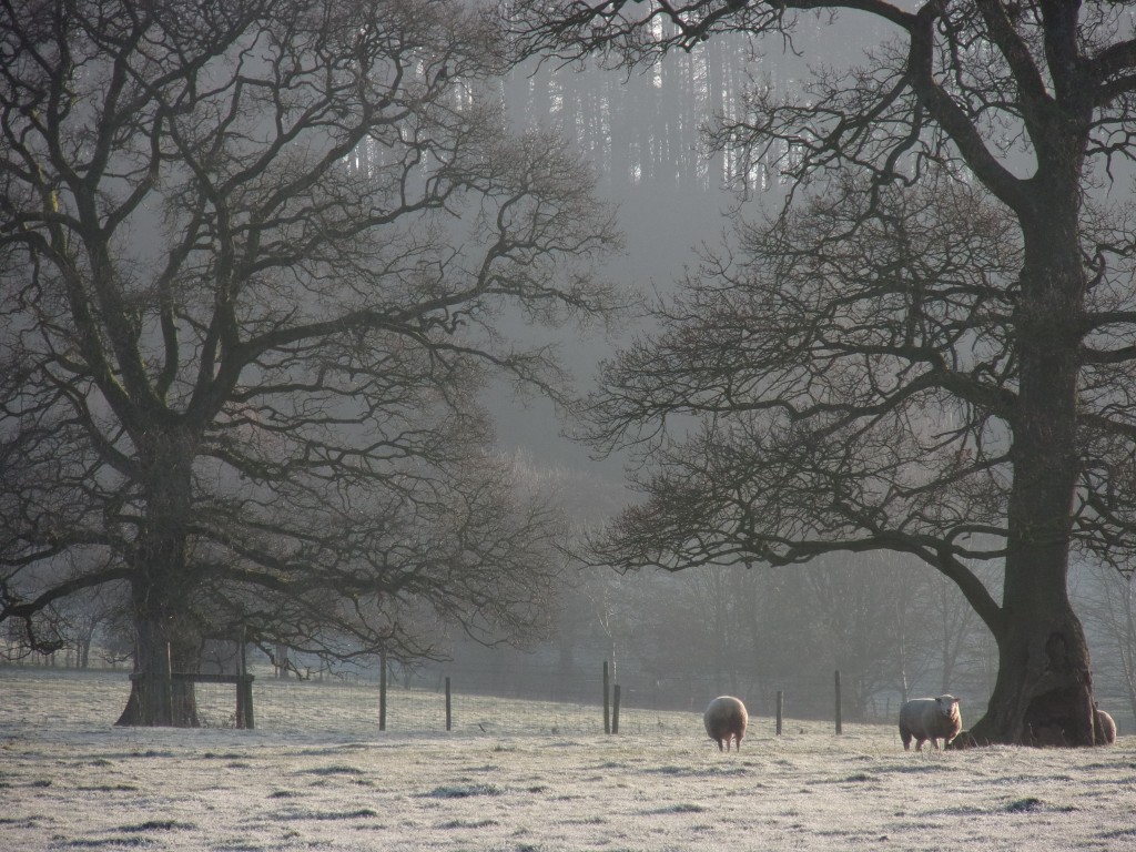Our sheep grazing at our wedding venue in Devon