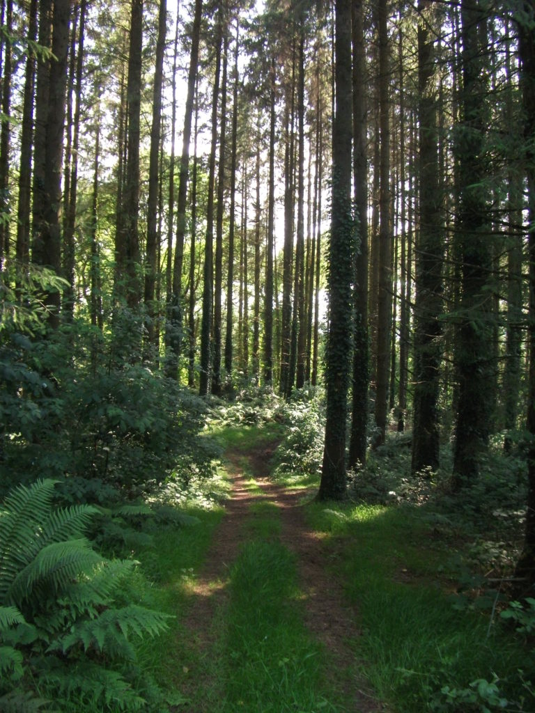 Woods_GreenAcre Events Devon