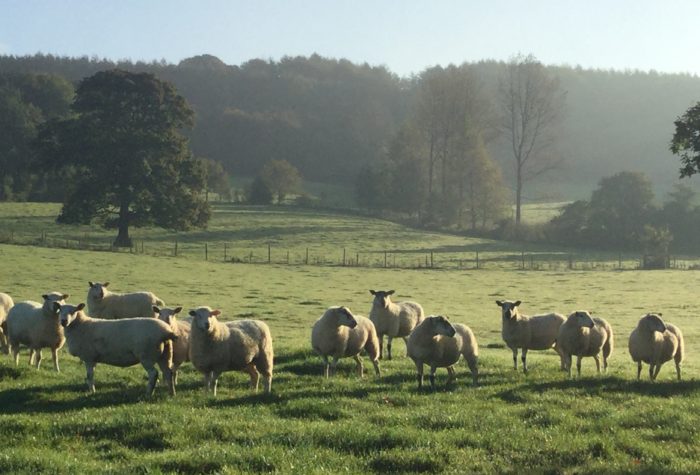 Flock of sheep _GreenAcre Events_Devon