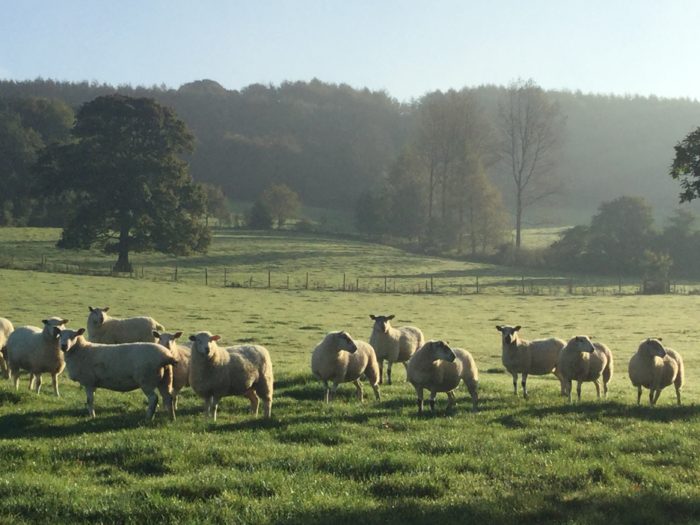 Flock of sheep _GreenAcre Events_Devon