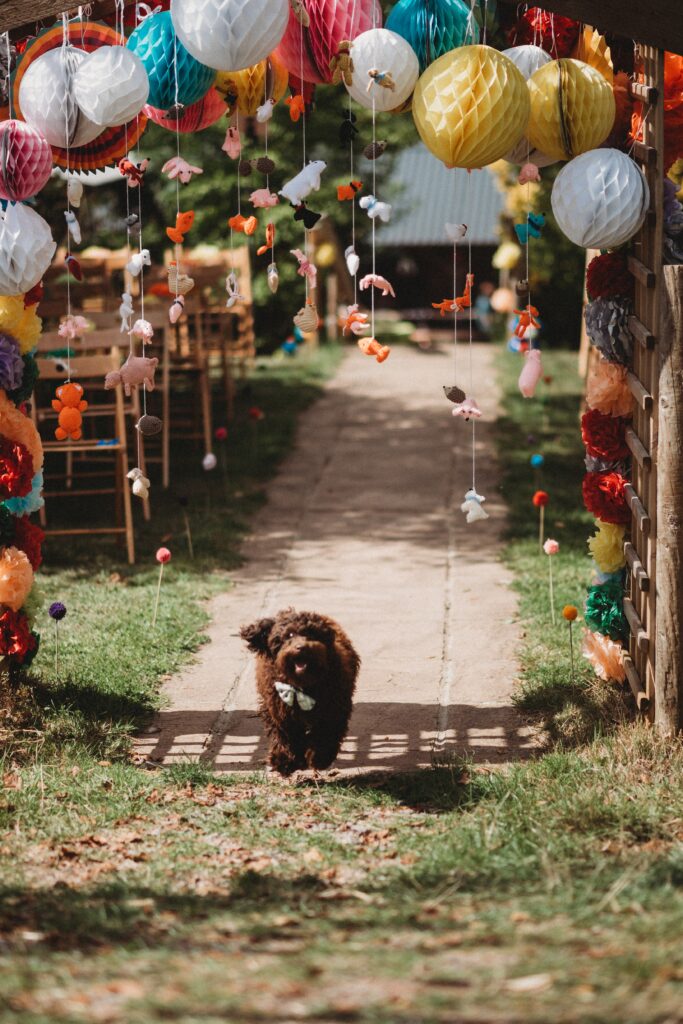 Dogs at weddings running up the aisle with the wedding ring in Devon