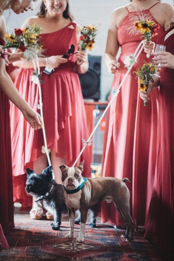Bridesmaids looking after the dogs