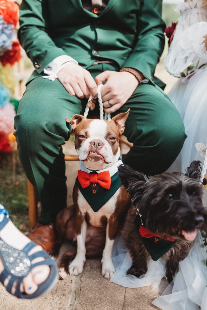 Dogs taking part in the wedding ceremony